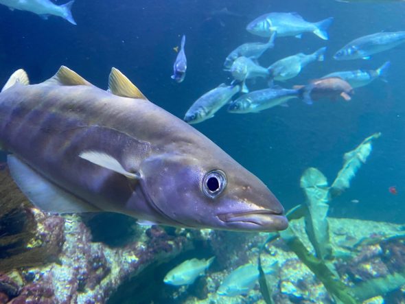 Le parcours de la mer à l’assiette