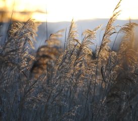 La Réserve naturelle