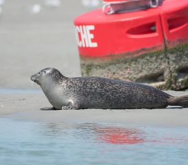 Les phoques de la Baie de Canche