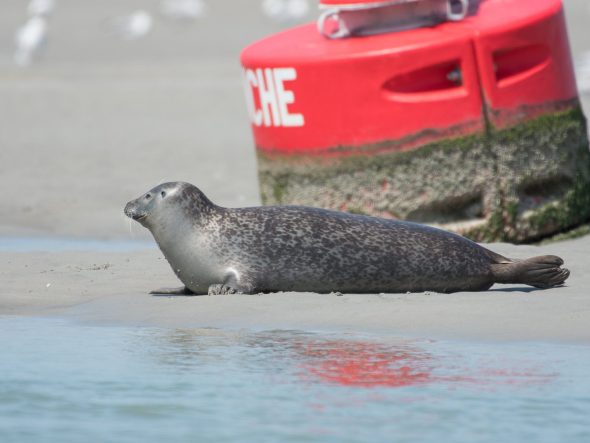 Les phoques de la Baie de Canche