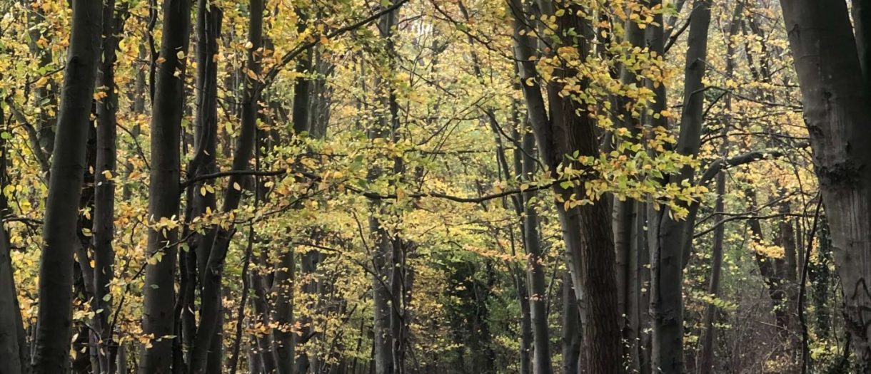 Les balades en forêt 