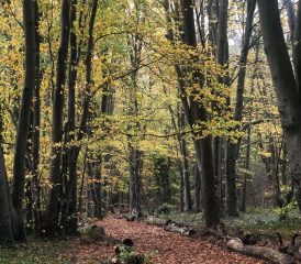 Les balades en forêt 