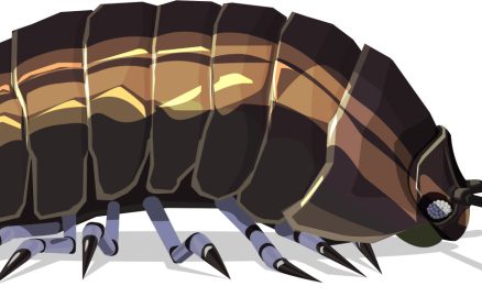 Réserve Naturelle Nationale de la Baie de Canche – Cloporte, iule and co