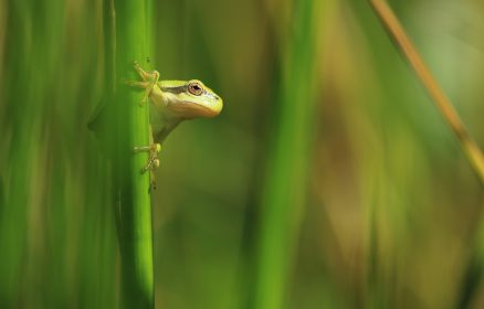 Réserve Naturelle Nationale de la Baie de Canche – Les amphibiens