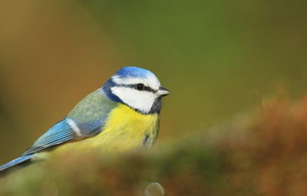 Réserve Naturelle Nationale de la Baie de Canche – Des virtuoses qui nous mettent de bonne humeur
