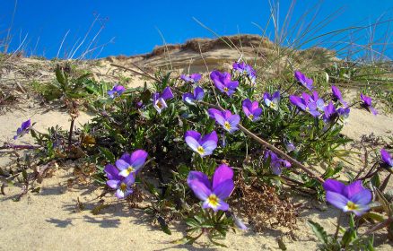 Réserve Naturelle Nationale de la Baie de Canche – À la façon des botanistes : dessiner et découvrir les plantes des dunes