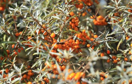 Réserve Naturelle Nationale de la Baie de Canche – Baies, drupes, akènes
