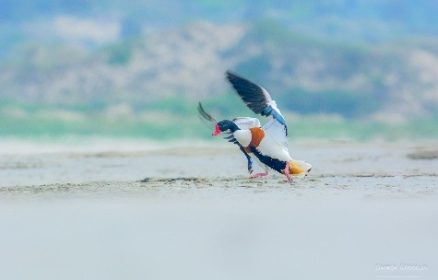 Sortie nature : « Les oiseaux de l&rsquo;estuaire »