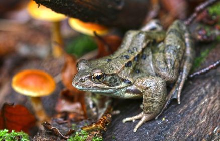 Sortie découverte des Amphibiens