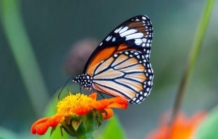 La photo nature, la macrophotographie