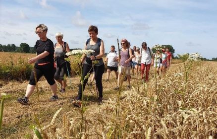 Balade nature : « Les plantes comestibles du bord de mer »